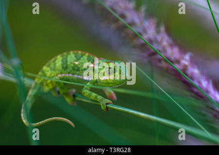 Eine Klappe necked Chamäleons Chamaeleo dilepis in Simbabwe gesehen. Stockfoto