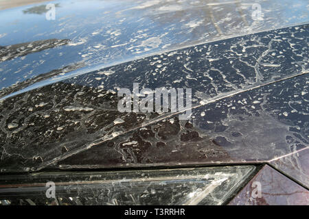 Spritzer von Schlamm auf der Motorhaube eines Autos Stockfoto