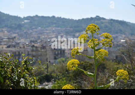 Nahaufnahme eines riesigen Fenchel in der Blüte mit der Stadt von Scicli im Hintergrund, sizilianischen Landschaft, Italien, Europa Stockfoto