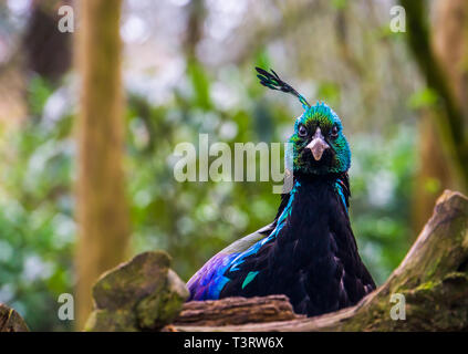 Das Gesicht einer männlichen impeyan Fasan in Nahaufnahme, bunter Vogel mit glänzenden Federn, Tier aus dem Himalaya in Indien Stockfoto