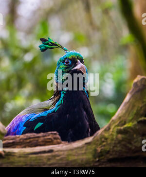 Das Gesicht einer männlichen Himalayan monal in Nahaufnahme, bunten Fasan aus dem Himalaya in Indien Stockfoto