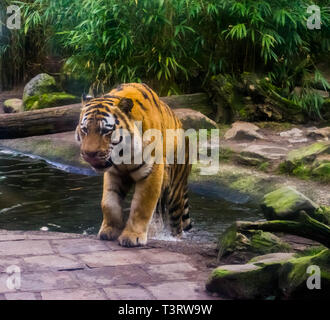 Sibirische Tiger nur aus seiner Badewanne kommen, gefährdete Tierart aus Sibirien Stockfoto