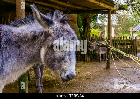 Das Gesicht eines Miniatur Esel in Nahaufnahme, beliebten Haustier und Farm Animal Stockfoto