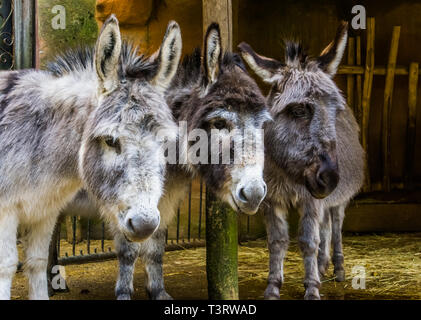 Drei Gesichter der Miniatur Esel in Nahaufnahme, lustige Tier Family Portrait, populäre landwirtschaftliche Nutztiere und Haustiere Stockfoto