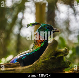 Nahaufnahme des Gesichts eines Himalayan Monal, einem bunten männlichen Fasan aus dem Himalaja in Indien Stockfoto