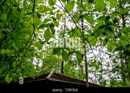 Frisches Grün Haselnüsse wachsen auf dem Baum im Wald. Grüne Blätter auf Haselnuss Bäumen in Lettland. Stockfoto