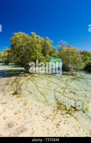 Mangroven wachsen auf sandigen Wattflächen in Port Smith Western Australia Stockfoto