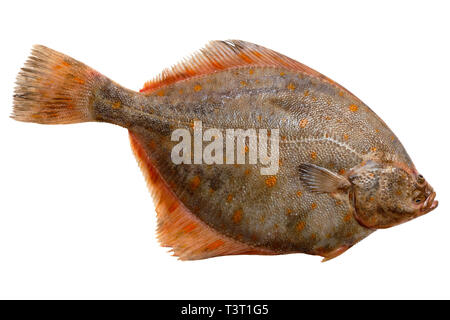 Ganze single Frische rohe Scholle Fisch auf einem weißen Hintergrund Stockfoto
