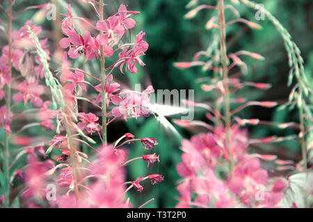 - Weidenröschen Epilobium Angustifolium. Blühende Sally. Lila Alpine Fireweed. Blume Blüte Jahreszeit. Kohl Schmetterling Stockfoto