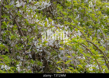 Schönen blühenden Kirschbäume in einem Schottischen Park in Ayrshire in Schottland kurz vor dem Start der Frühling in Schottland. Stockfoto