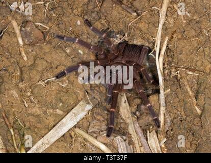 Vogelspinne Arten (Ornithoctoninae sp.) Borneo, Sabah, Borneo, Malaysia Stockfoto