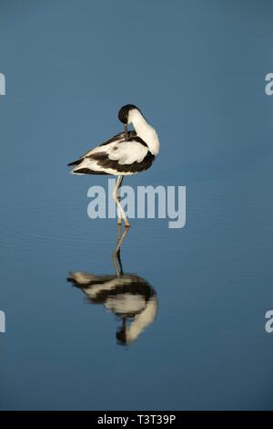 Pied Säbelschnäbler (Recurvirostra Avosetta), Gefieder Pflege während der ständigen im flachen Wasser, Reflexion, Norfolk, England, Vereinigtes Königreich Stockfoto