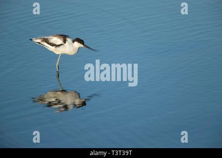 Pied Säbelschnäbler (Recurvirostra Avosetta), im flachen Wasser stehend mit Reflexion, Norfolk, England, Vereinigtes Königreich Stockfoto