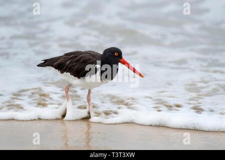 Amerikanische Austernfischer (Haematopus palliatus galapagensis), Insel Isabela, Galapagos, Ecuador Stockfoto