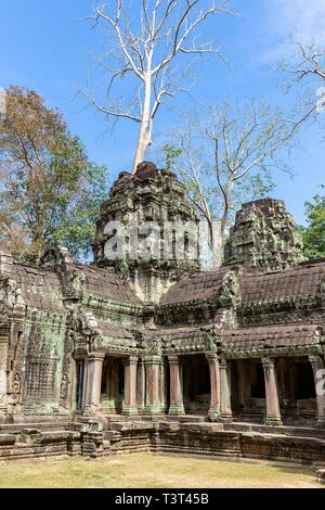 Antike Überreste von Ta Prohm Tempel Angkor Archäologischer Park, Siem Reap, Kambodscha Stockfoto