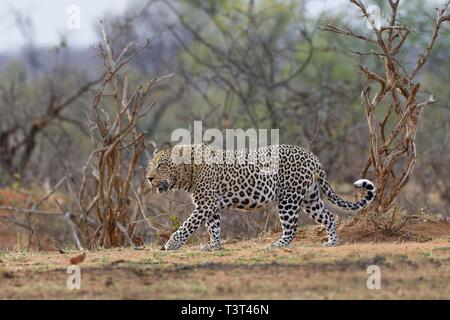 African Leopard (Panthera pardus pardus), erwachsenen Mann gehen, Krüger Nationalpark, Südafrika Stockfoto