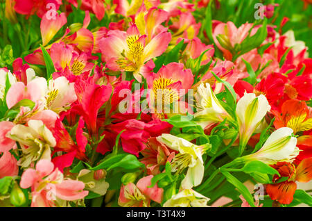 Bunte Blumen in einem Blumenstrauß. Wunderschöne Natur Hintergrund Stockfoto