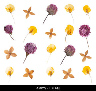 Flach gedrückt getrocknete Blumen Muster auf weißem Hintergrund Stockfoto