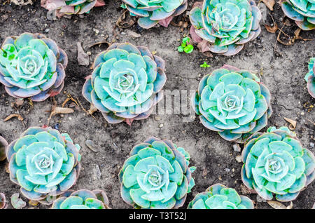 Sempervivum Pflanzen im Garten Stockfoto