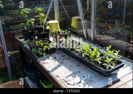 Sämlinge und Jungpflanzen im Frühjahr Gewächshaus. Stockfoto