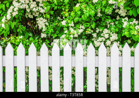 Weißen holzzaun vor dem Hintergrund der blühenden weißen Blüten Stockfoto