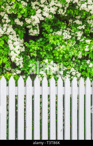 Weißen holzzaun vor dem Hintergrund der blühenden weißen Blüten Stockfoto