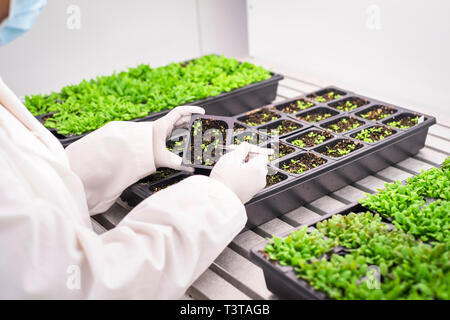 Asiatische Wissenschaftler untersuchen Pflanzen im Labor