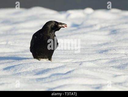 Nebelkrähe stehend auf Schnee mit Essen in seinem Bill Stockfoto