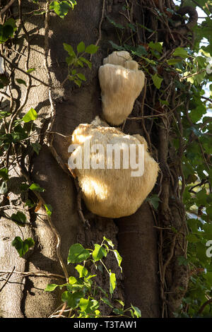 Lion's Mane Pilzzucht auf ivy Alter Baum abgedeckt Stockfoto