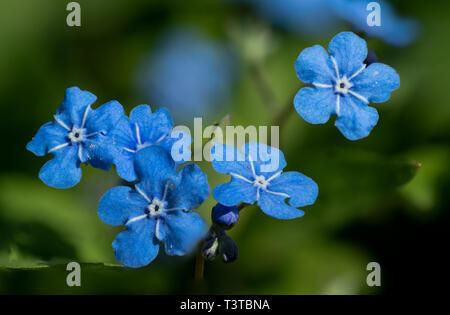 Makroaufnahme der mehrere blaue Vergiss mich nicht (myosotis) Blumen zeigt viele Details wie Blütenstempel Stockfoto