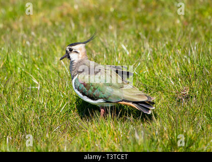 Die Sonne die Farben eines Kiebitze Gefieder in der Nähe von Marshaw, Lancaster, Lancashire. Das Ackerland Vogel hat deutliche Rückgänge hinnehmen Recen Stockfoto