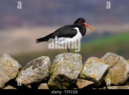 Eine eurasische Austernfischer Stehen auf einem Bein auf einer Mauer in der Nähe von Marshaw, Lancaster, Lancashire. Stockfoto