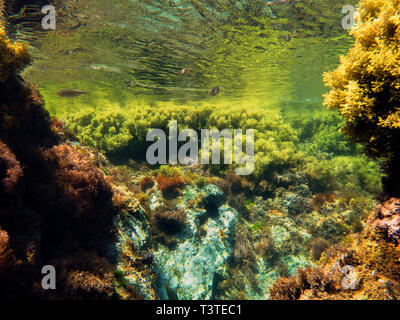Hintergrund der felsigen Meeresboden, die Felsen und Steine in Algen und die Fische sind im kristallklaren Wasser schwimmen, die Farben der Szene sind Refl Stockfoto