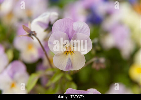 Viola Rosa Blume (stiefmütterchen) Close-up. Hintergrund verschwommen mit verschiedenen Blumen. Stockfoto