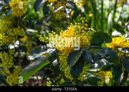 Mahonia aquifolium, Traube, Berberis Mahonia aquifolium, piperiana Stockfoto