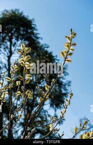 Salix hookeriana, Salicaceae, Küsten Willow. Palmkätzchen in der Frühlingssonne. Stockfoto