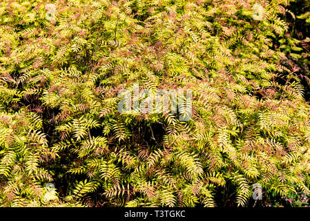 Sorbaria sorbifolia Sem, Rosaceae. Buntes Laub im Frühjahr. Stockfoto