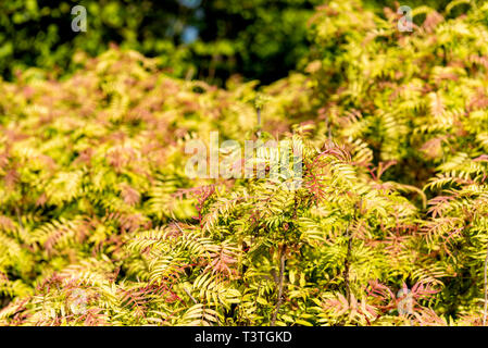 Sorbaria sorbifolia Sem, Rosaceae. Buntes Laub im Frühjahr. Stockfoto