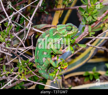 Wilden grünen mediterranen Chamäleon oder Gewöhnliches Chamäleon - Chamaeleo chamaeleon - in den Büschen, Malta Stockfoto