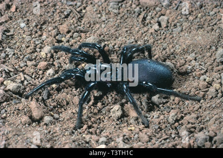 Die australische Tierwelt. Spinnentiere. Sydney Funnel Web spider. Atrax robustus. Stockfoto