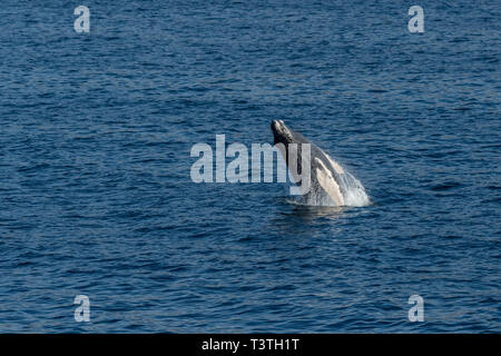 Buckelwale (Megaptera novaeangliae) aus einem Verstoß gegen die Küste von Baja California, Mexiko. Stockfoto