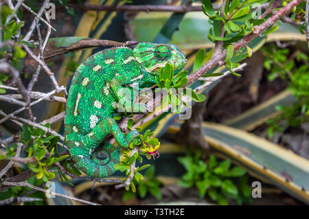 Wilden grünen mediterranen Chamäleon oder Gewöhnliches Chamäleon - Chamaeleo chamaeleon - in den Büschen, Malta Stockfoto