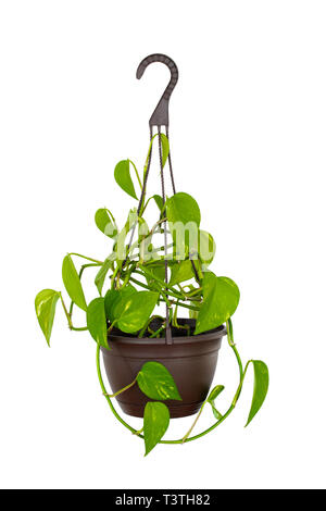 Hängende Golden Pothos Zimmerpflanze auf Weiß isoliert. Stockfoto