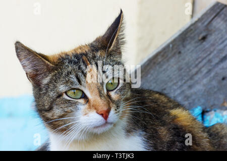 Portrait von Cognac junge Katze close-up Stockfoto