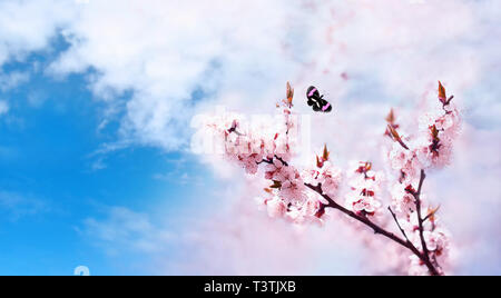 Cherry rosa Blüten Nahaufnahme. Blooming cherry tree. Spring floral background. Schmetterling auf blauen Himmel Hintergrund. Für Text platzieren. Panorama Format Stockfoto
