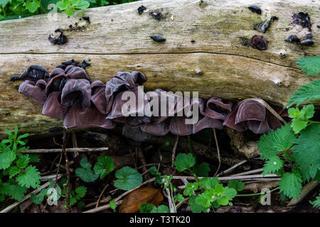 Gelee ohr Pilz wächst (aurikel-Judae Auricularia) Stockfoto