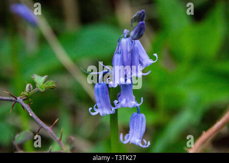 Englisch bluebells (Hyacinthoides non-scripta) in Wäldern in Wiltshire Stockfoto