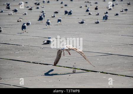 Möwen sind sich erholend auf einem Betonboden Stockfoto