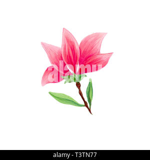 Magnolienblüte in Blüte, schönen Zweig für Logo, isolierte Illustrationen. Rosa Blumenmuster Skizze Zeichnungen. Spring Blossom realistische Cliparts. Wildblumen bleistift Textur. Stockfoto