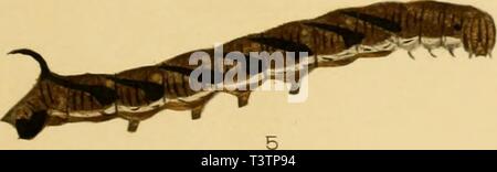 Archiv Bild von Seite 30 der Schmetterlinge der Philippinischen Inseln Stockfoto